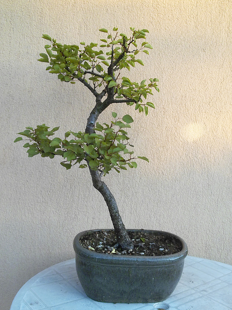 Bonsai smokie Sárgabarack (Prunus armeniaca) fejlődése