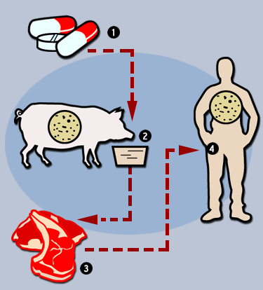 Thuốc tồn dư trong chăn nuôi vào cơ thể người