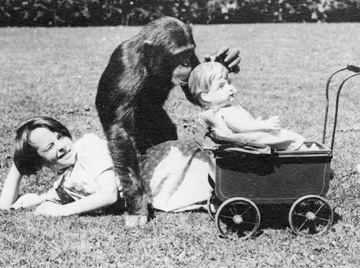 шимпанзе играет в куклы