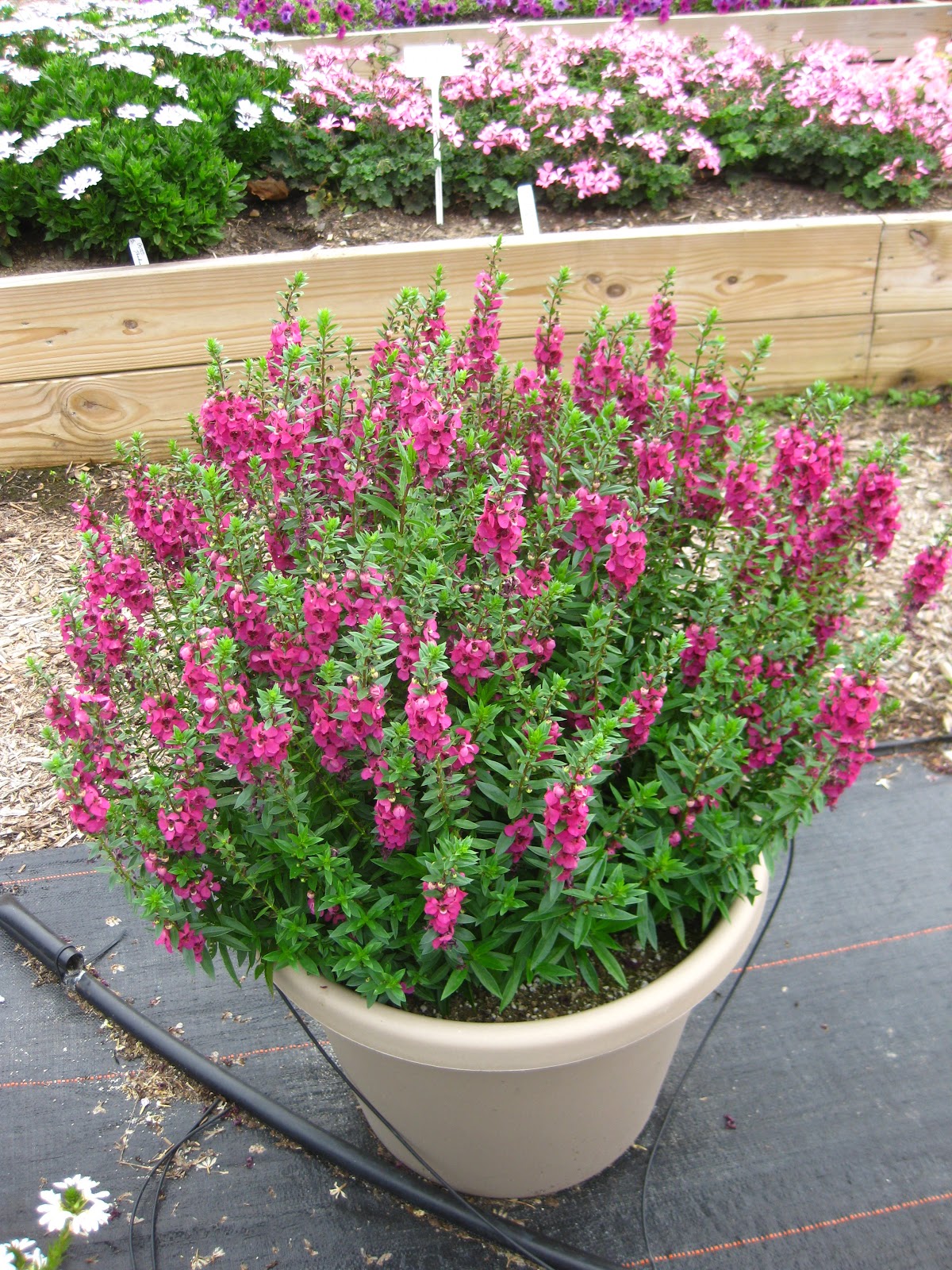 Hood�s Gardens Angelonia Archangel Raspberry Improved