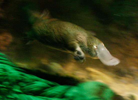 Platypus | Animal Unique