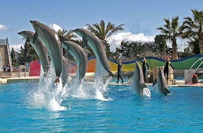 rencontre dauphins marineland
