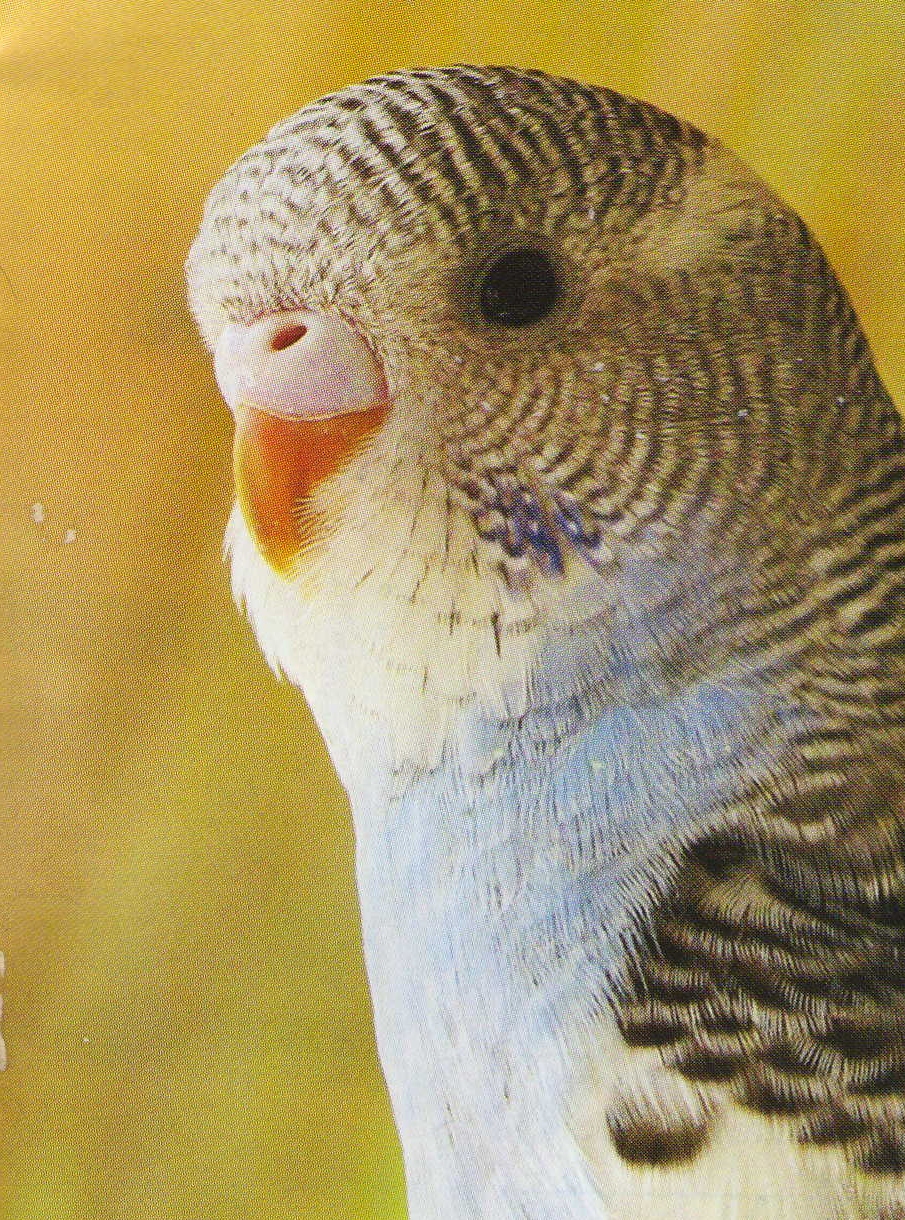 The Splendid Bourke Bird Blog Budgerigar Parakeets, Adult or Baby