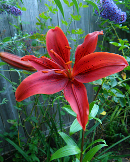 Red Lily Bequeathed to us by Deceased Friend