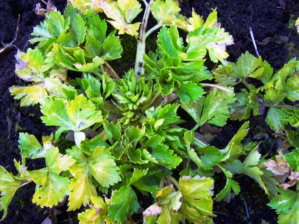 Kelli's Northern Ireland Garden April 2013