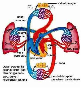 Fisiologi Dian Husada Transport Gas Pernafasan Fisiologi Dian Husada Transport Gas Pernafasan