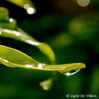 After A Thunderstorm In Our Garden