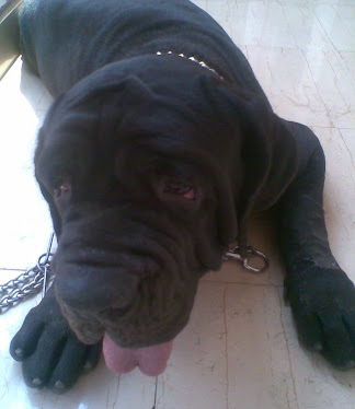 Bitch Neapolitan Mastiff for sale in Bangalore