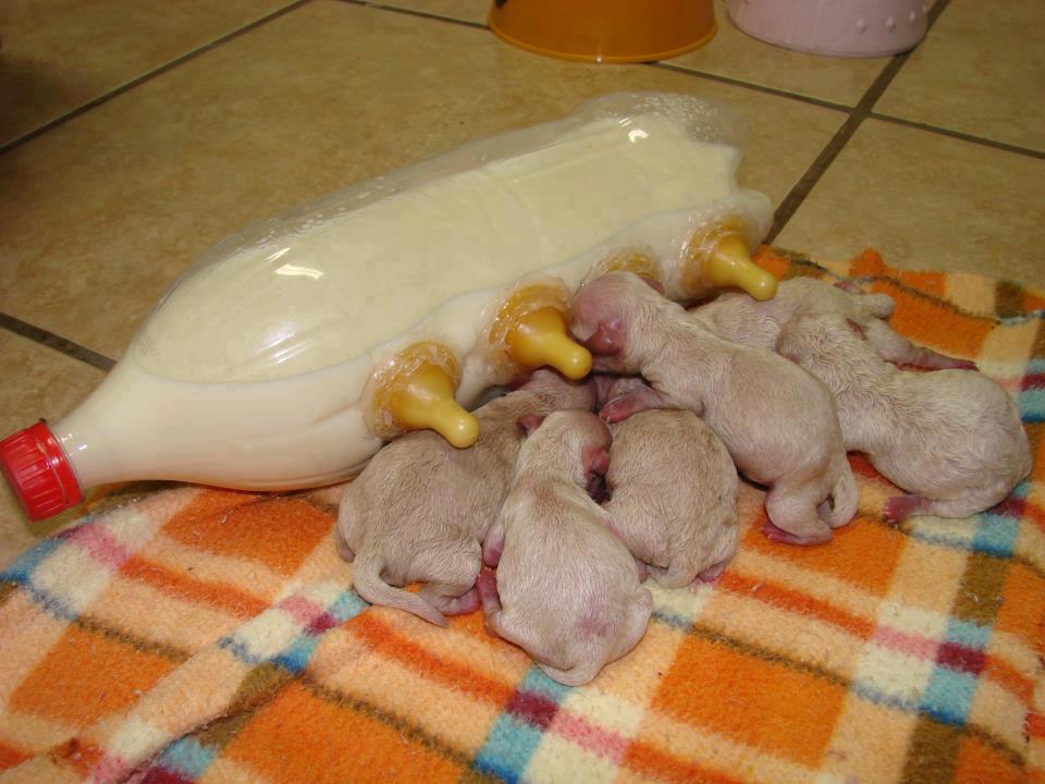 Kitten Nursing Bottles Kitten Nursing Bottles