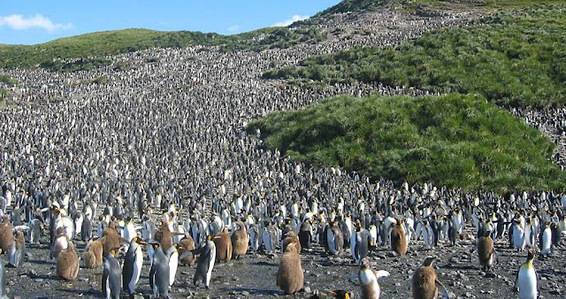 Pingüins passam bem e se multiplicam muito. Foto: na Geórgia do Sul. Pingüins passam bem e se multiplicam muito. Foto: na Geórgia do Sul.