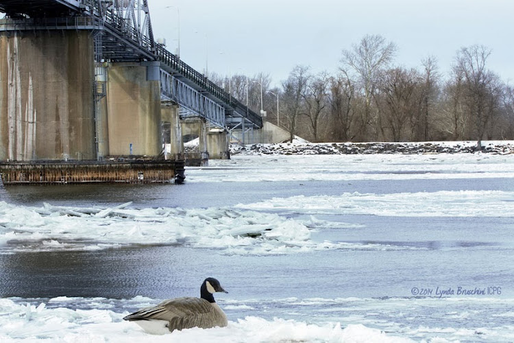 Burlington Bristol Bridge and the icy Delaware  2014 © Lynda Bruschini iCPG. All Rights Reserved