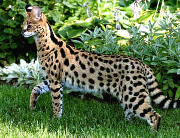 http://2.bp.blogspot.com/-DBd1itwvuRs/Tf1h3NZCtlI/AAAAAAAAHa8/Vky6hxSwlTk/s320/savannah-cat-breed8.jpg