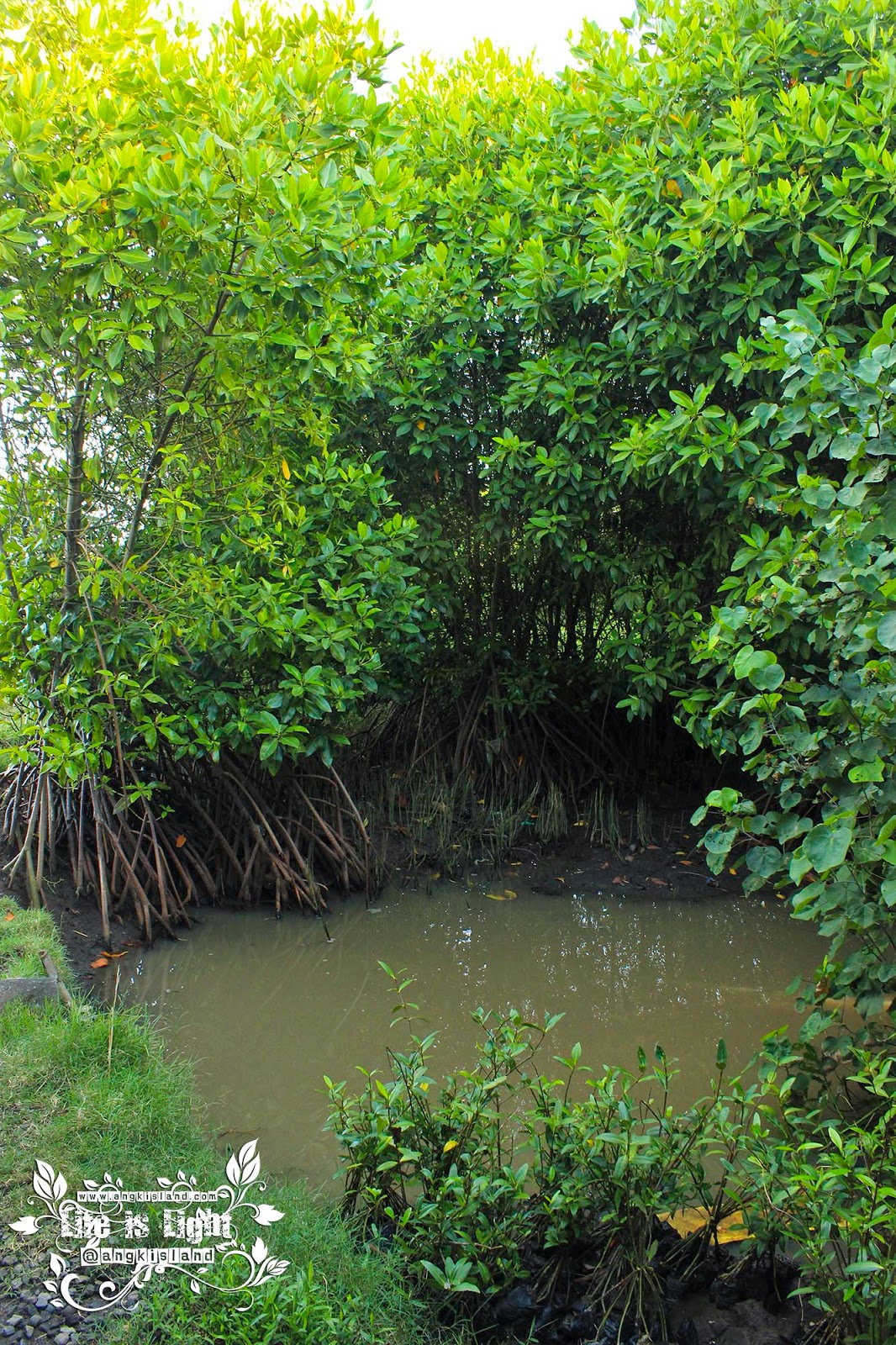 akar hutan bakau jogja hutan bakau baros bantul