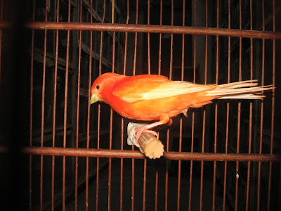 PESONA BURUNG KENARI: Tips Kalau Kenari Stress Dan Juga Macet Bunyi