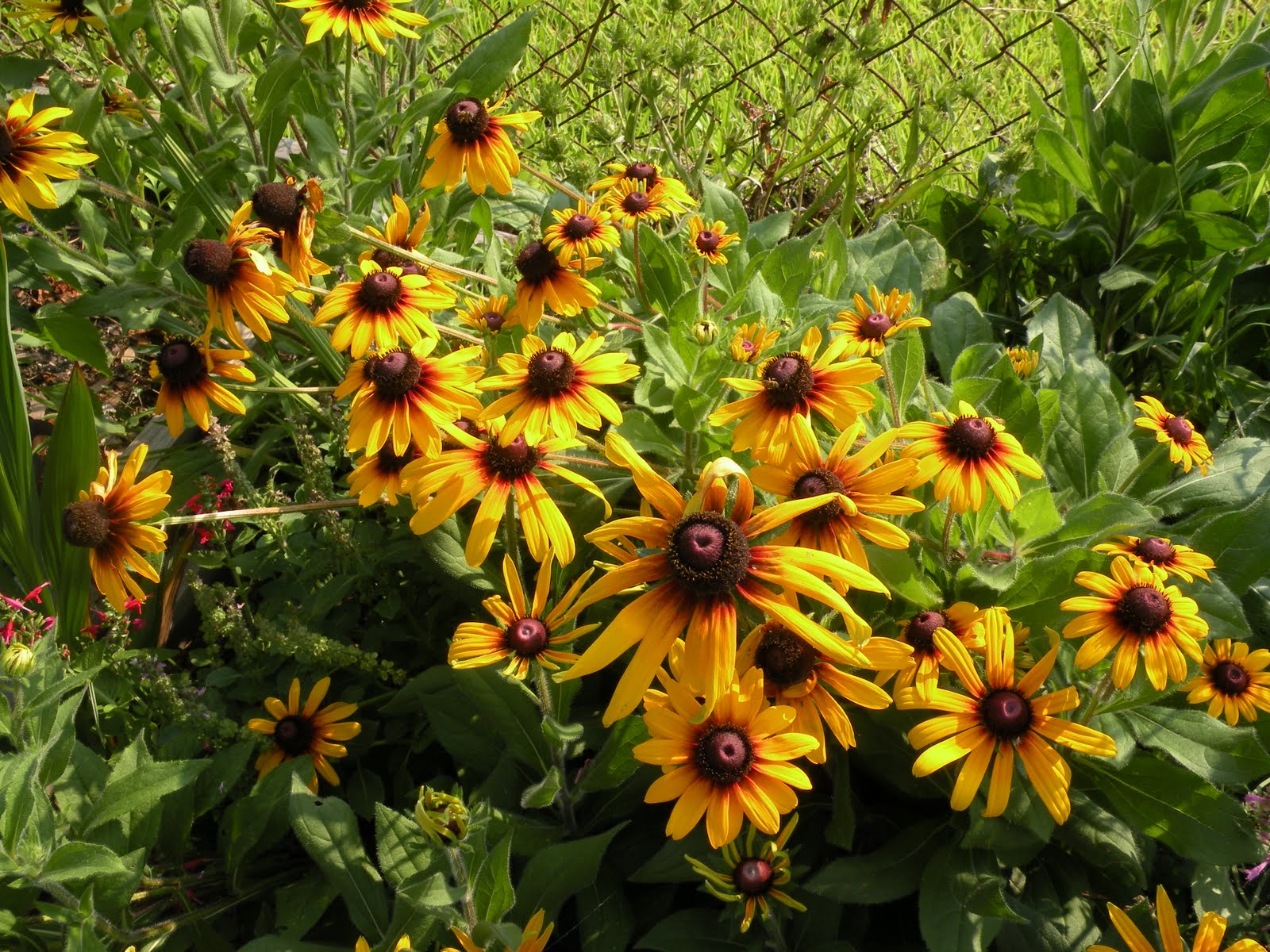 Mary's Louisiana Garden Black eyed Susans