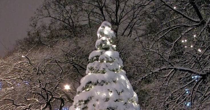 Stunning Views: Snowy Christmas Tree