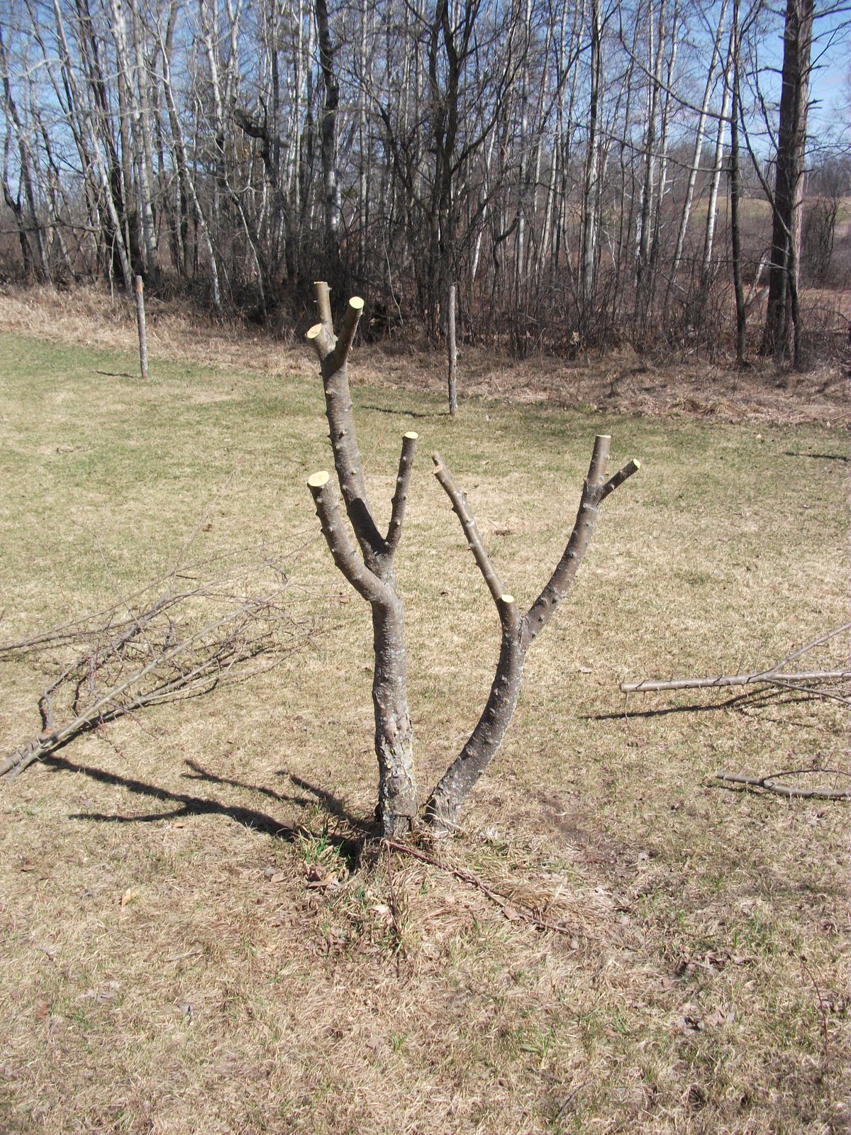 My Summer on a Farm Grafting Apple Trees