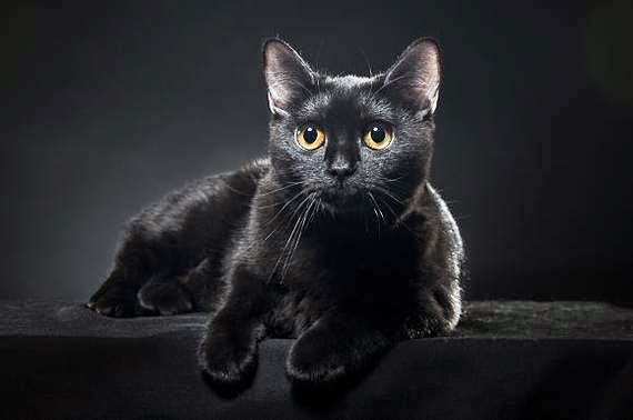 Бомбейская кошка Бомбейская кошка