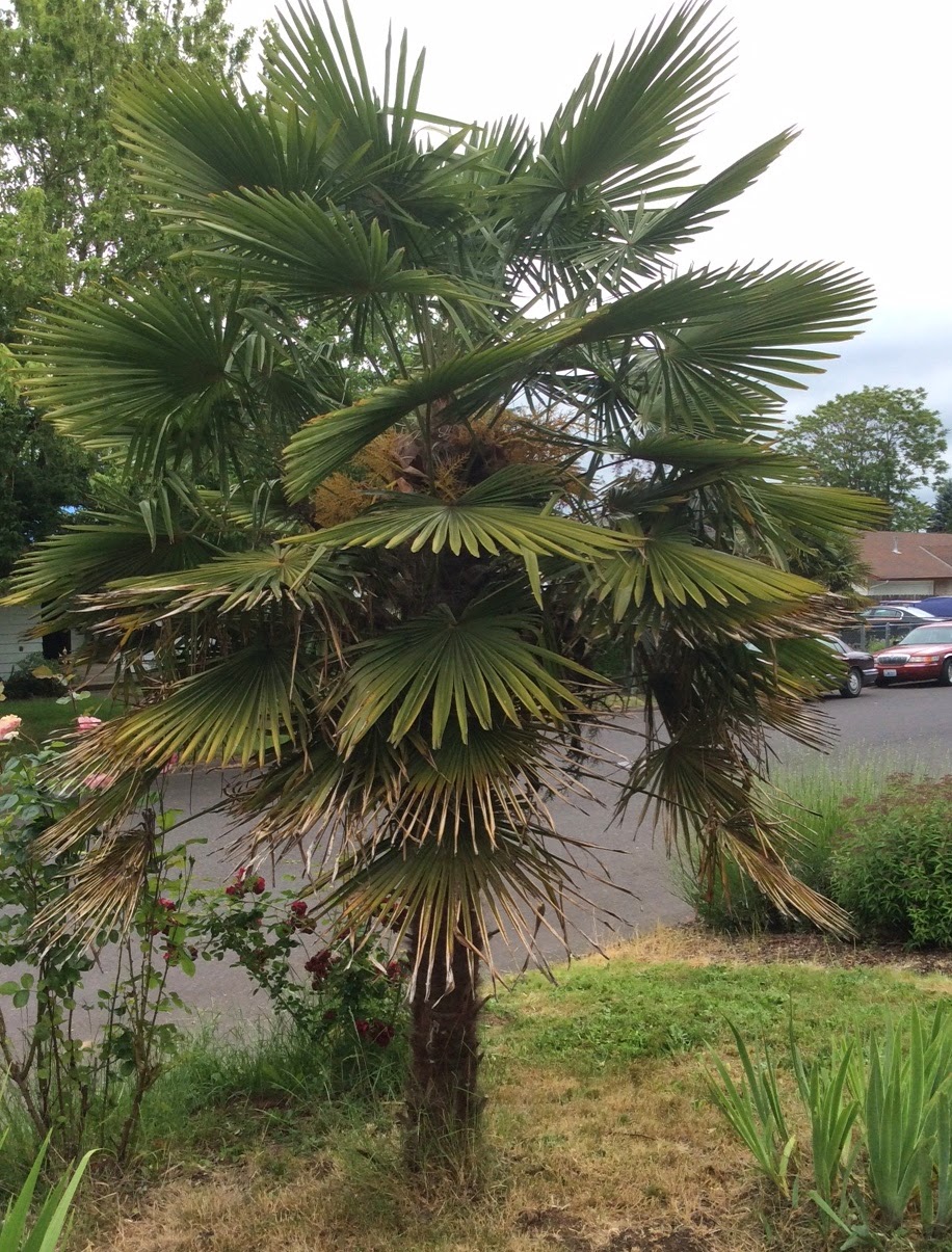 Growing Greener in the Pacific Northwest 14 year old Chusan Palm. 6.7.14