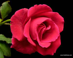 Red Rose in Black Background Wallpaper