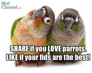 Parrots