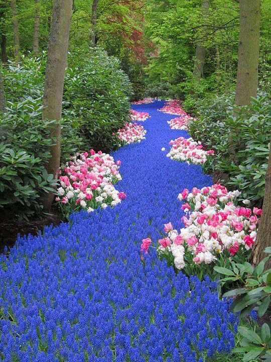 River of Flowers, Keukenhof, Holland Corner Of The World