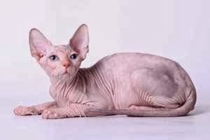 Sphynx Sphynx