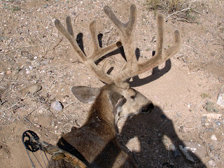 OTC-Mule-Deer-Arizona-Craig-Steele.jpg