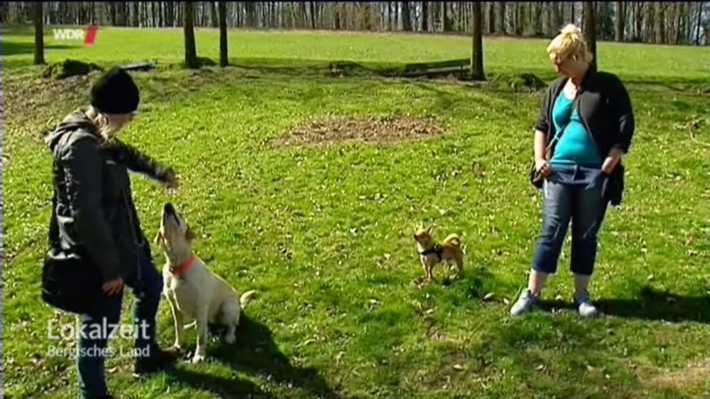Macht Ein Hund Gesprachiger Lokalzeit Bergisches Land