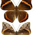 Opsiphanes invirae pseudophylon