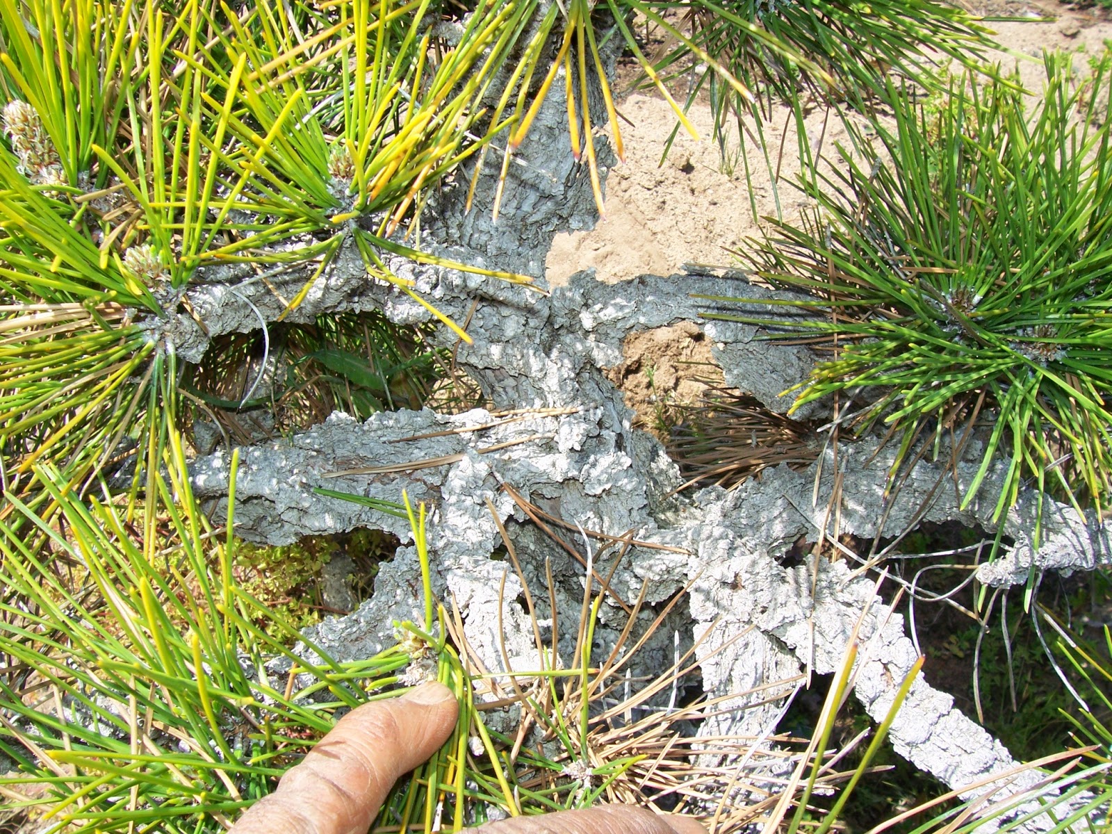 What's happening at Muranaka Bonsai Nursery Cork bark pine airlayer