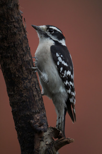 feather tailed stories downy woodpecker feather tailed stories downy woodpecker