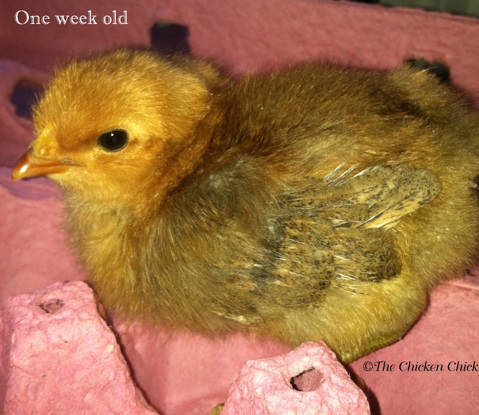 When to Move Chicks from Brooder to Chicken Coop The Chicken Chick®