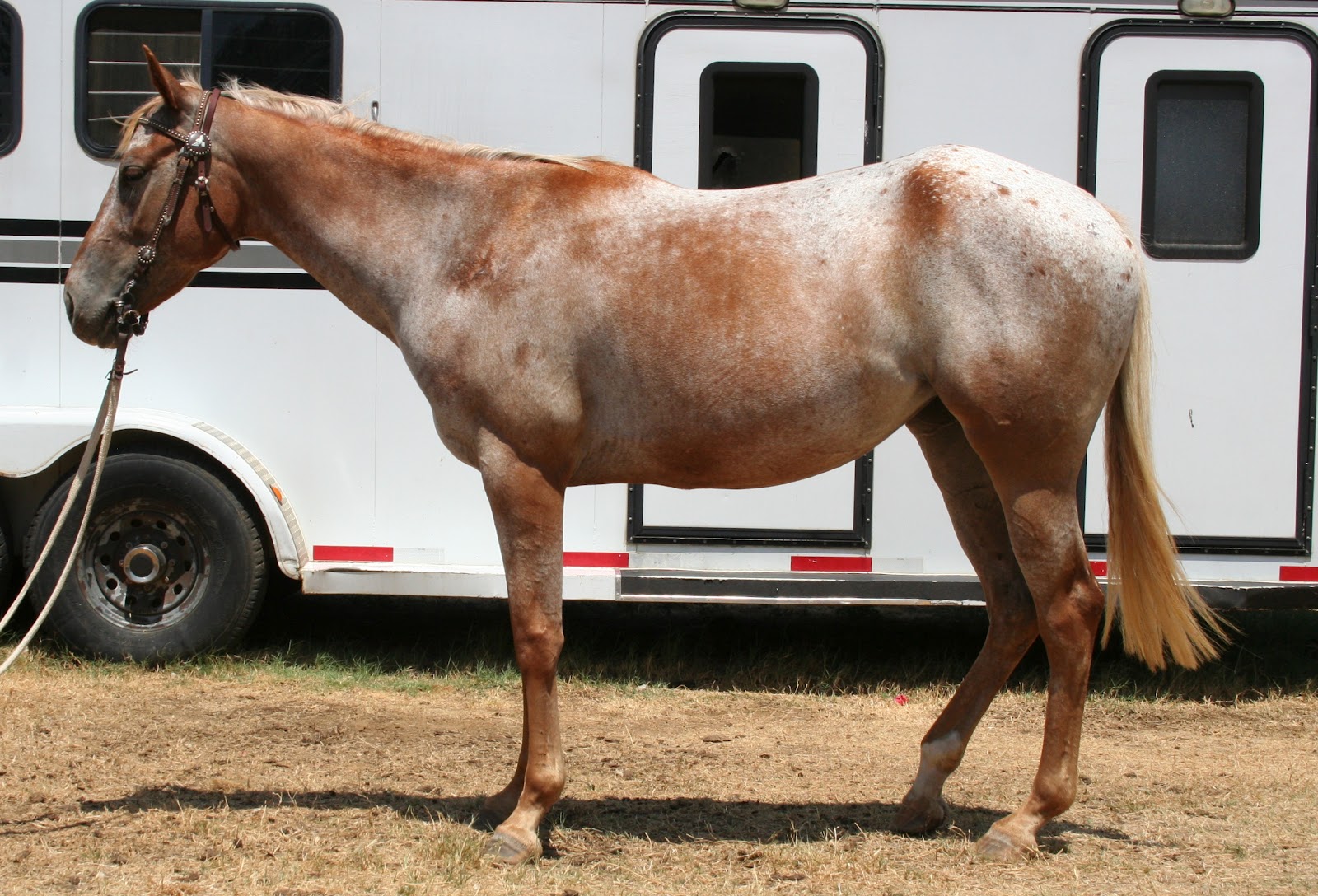 Drafts with Dots Conformation Clinic The Hip