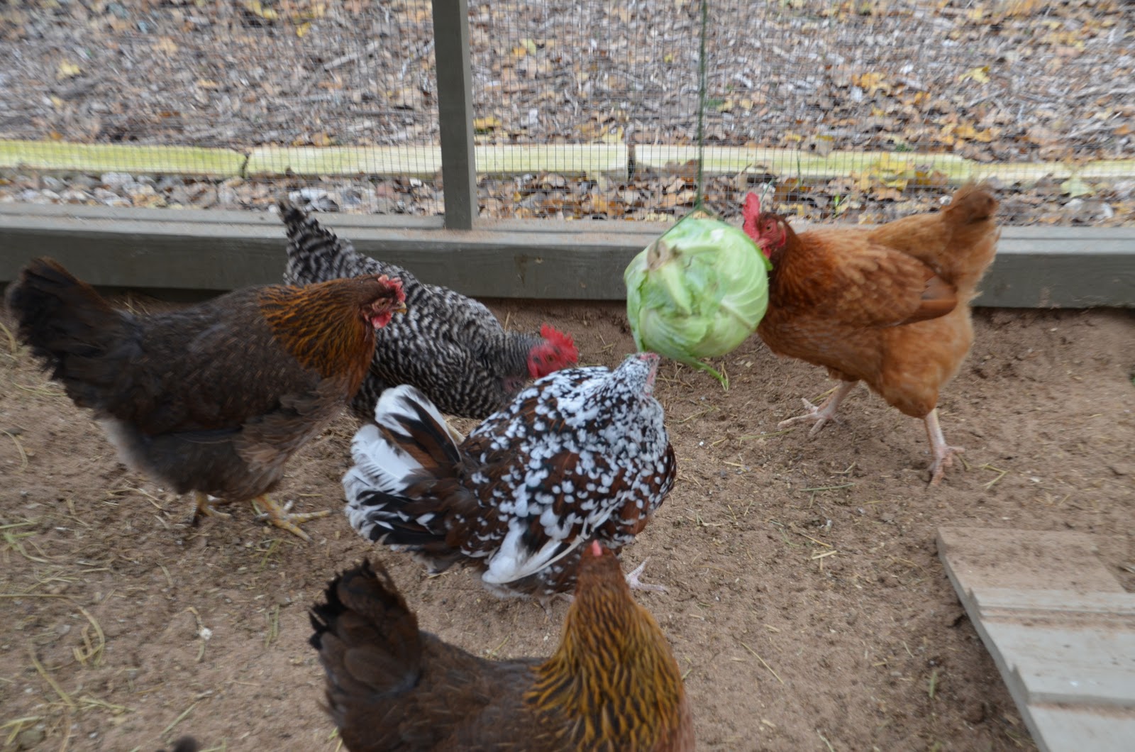 Garden Ally Chicken Tetherball Tournament