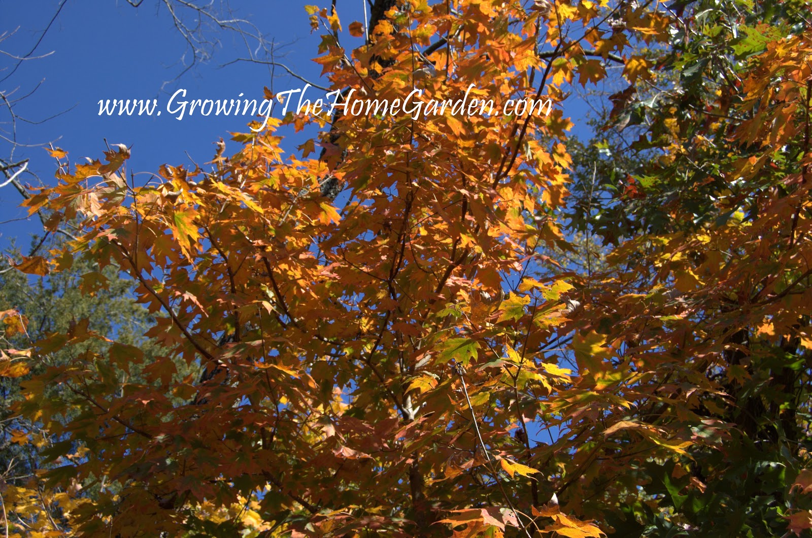Colorful Fall Tree