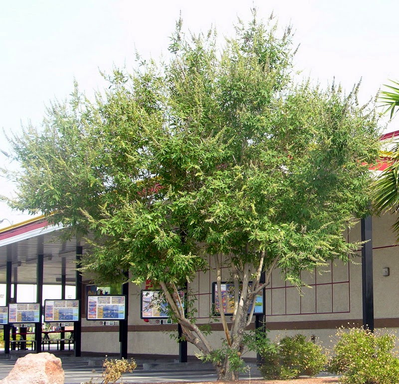 Xtremehorticulture of the Desert When Should I Prune My Vitex Tree?