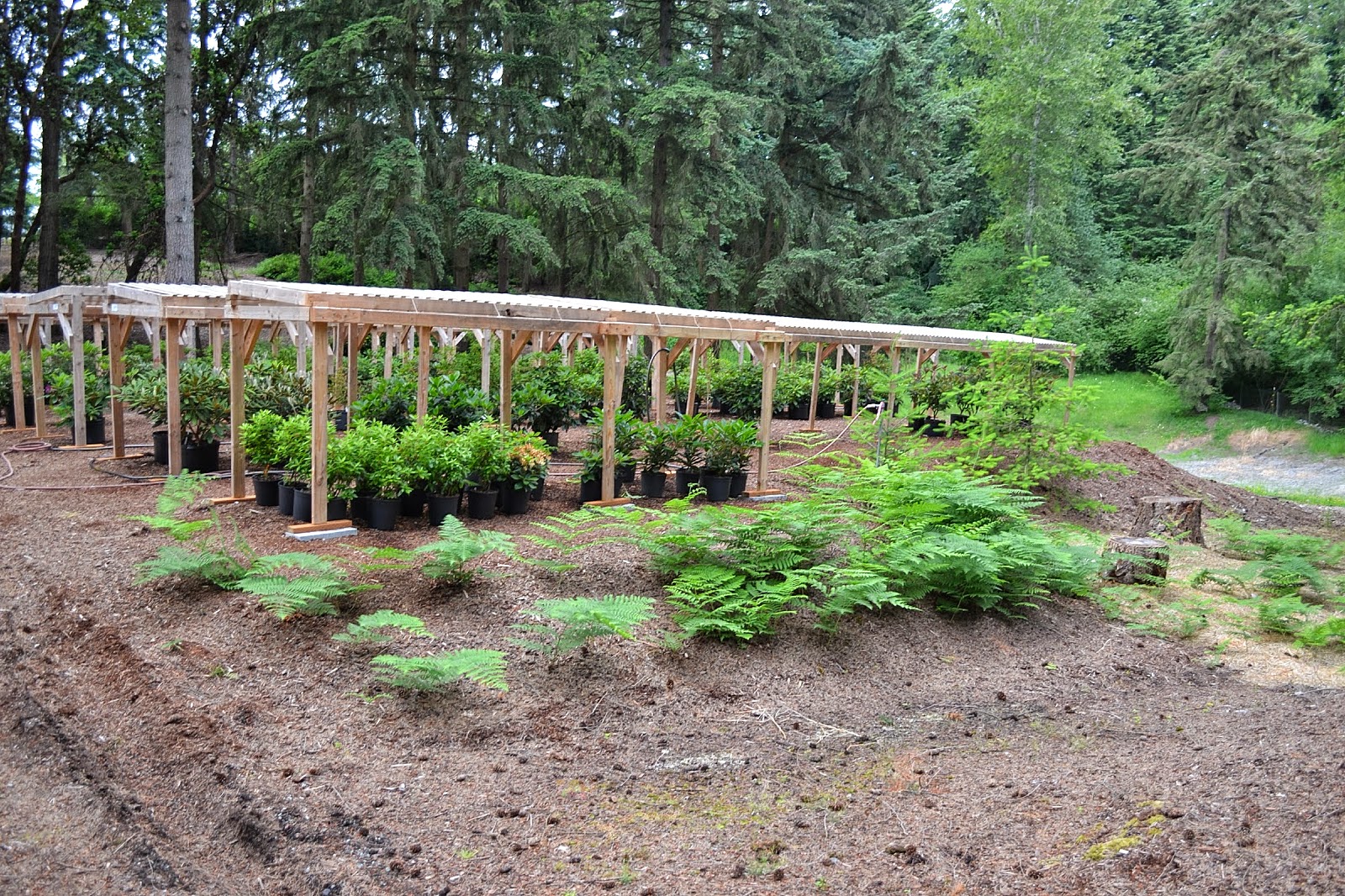 Red Rhododendron Bush Stock Photos Red Rhododendron Bush Stock