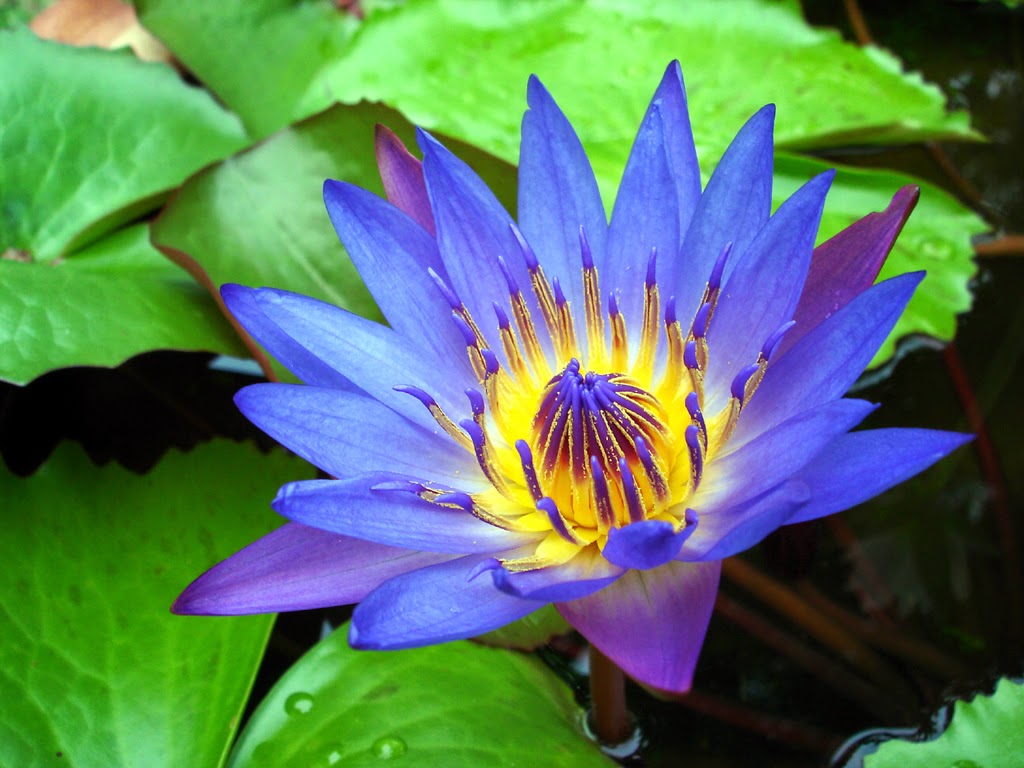 blue lotus flower