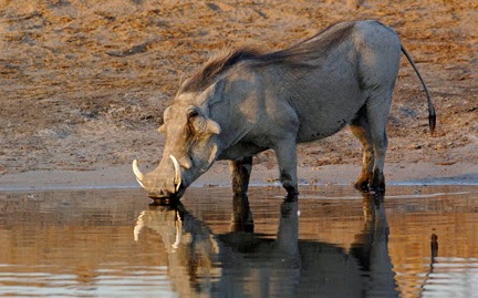 Warthogs Animals | Interesting Facts & Latest Pictures | The Wildlife