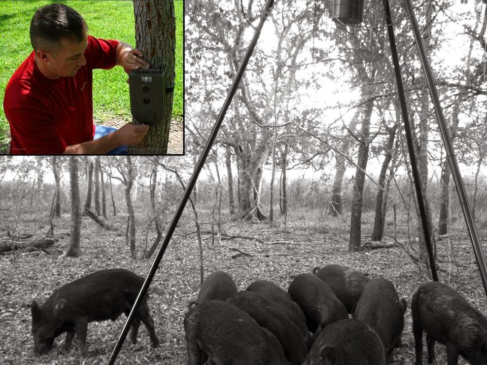 Wild Wonderings D I Y Game Feeder Corral Trap For Wild Pigs
