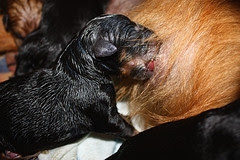 Hội chứng ngộ độc sữa trên chó con sơ sinh.