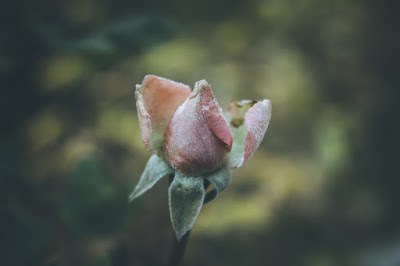 Rosebud, Photography by Cindy Grundsten