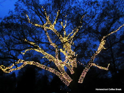 Christmas Lights  - A Longwood Gardens PhotoJournal - Part Two on Homeschool Coffee Break @ kympossibleblog.blogspot.com