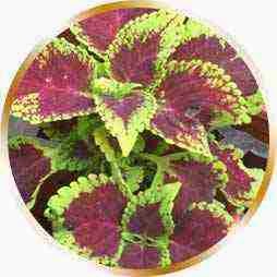 Coleus Forskolin Menurunkan Berat Badan Secara Alami dengan Menurunkan Persentase Lemak Tubuh Coleus Forskolin Menurunkan Berat Badan Secara Alami dengan Menurunkan Persentase Lemak Tubuh