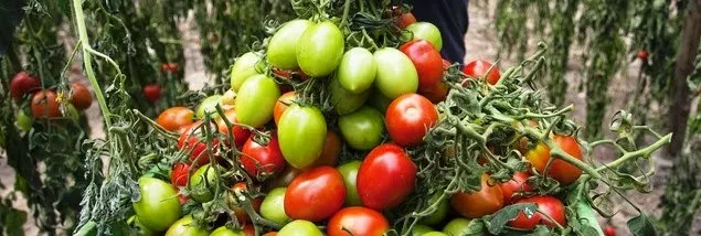 portigal-tomate-