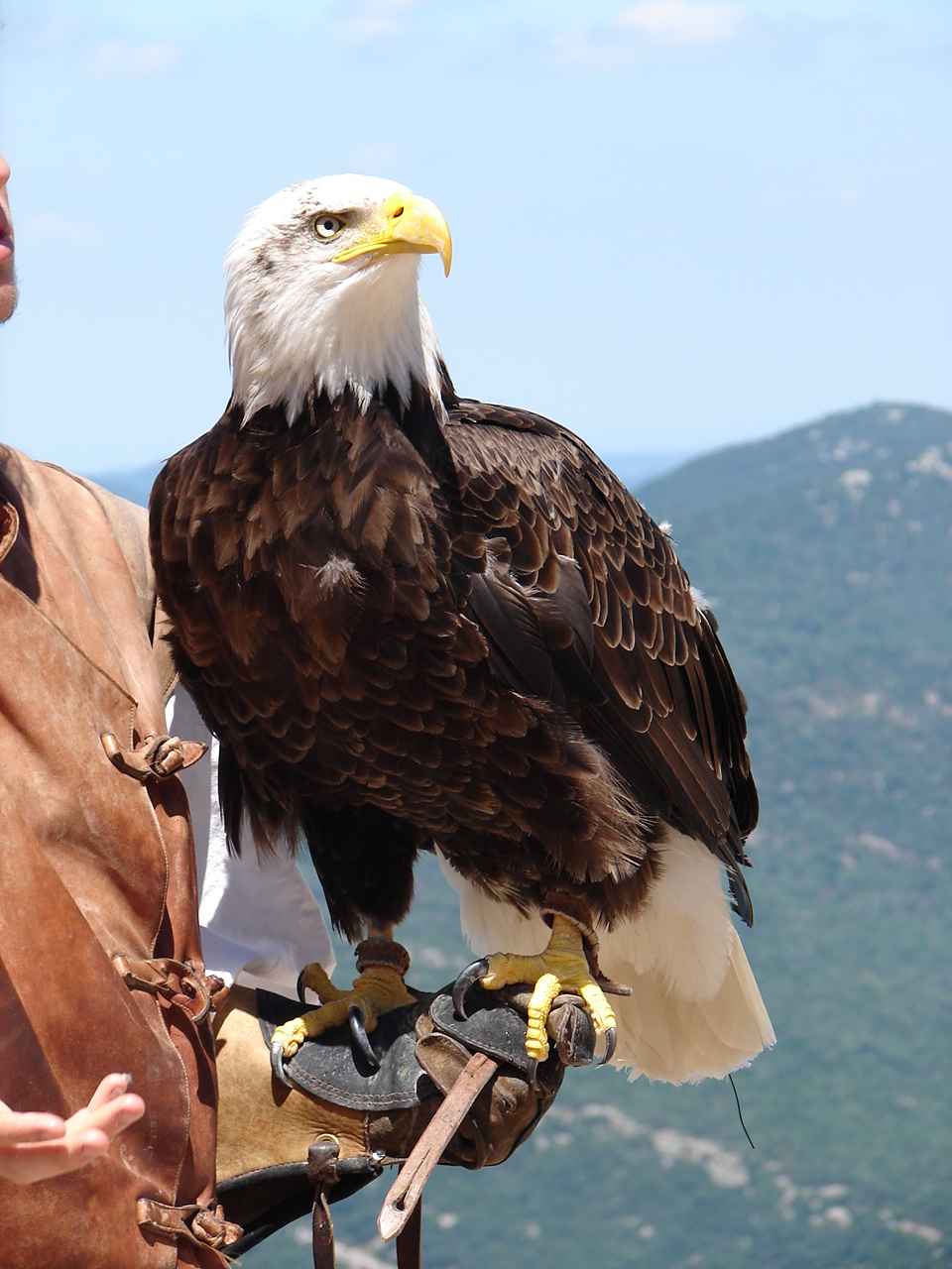 Birds of prey of north carolina : cremholu