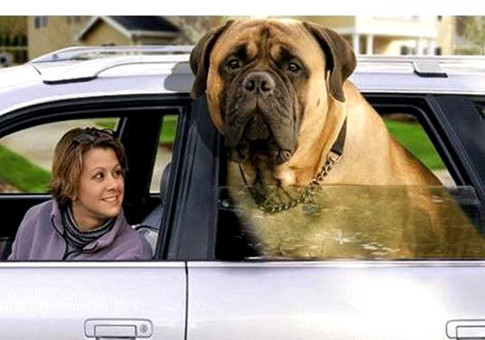 EnglishMastiff.jpg