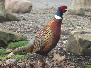 one of our "Pleasant Pheasants"