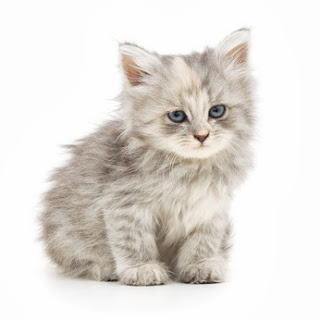 facts about kittens